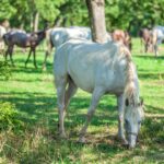 A beautiful white horse grazing on the green grass in the Lipica, National park in Slovenia